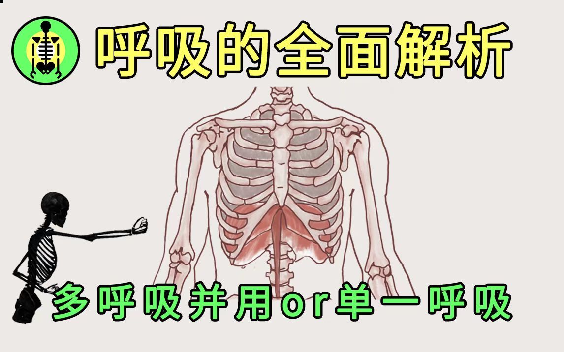 呼吸原理讲解丨身体使用指南哔哩哔哩bilibili