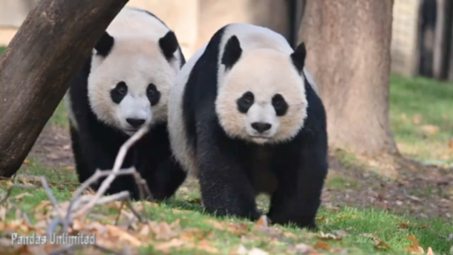 【大熊貓美香添添小奇蹟一家】美國華盛頓國家動物園 2023.03.