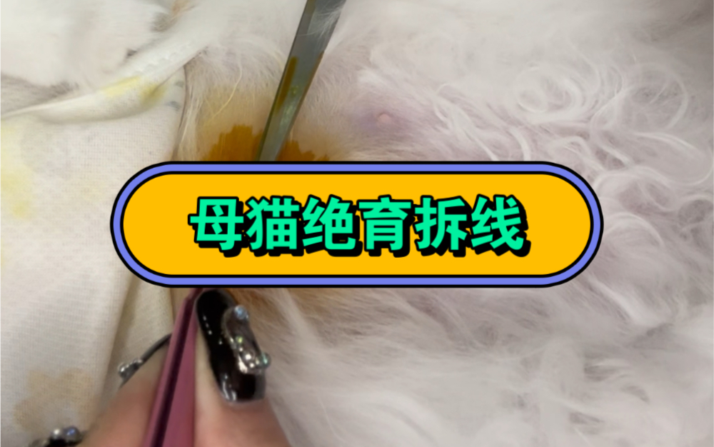 记录母猫绝育拆线全过程