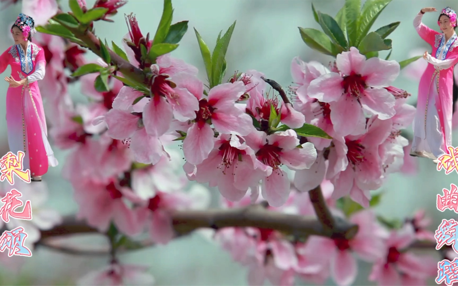 古典舞梨花颂