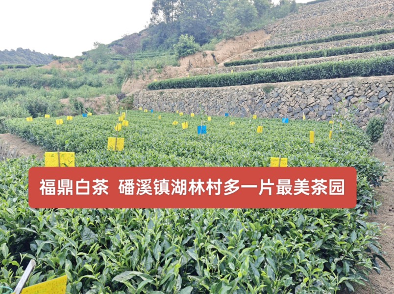福鼎白茶 磻溪镇湖林村多一片最美茶园