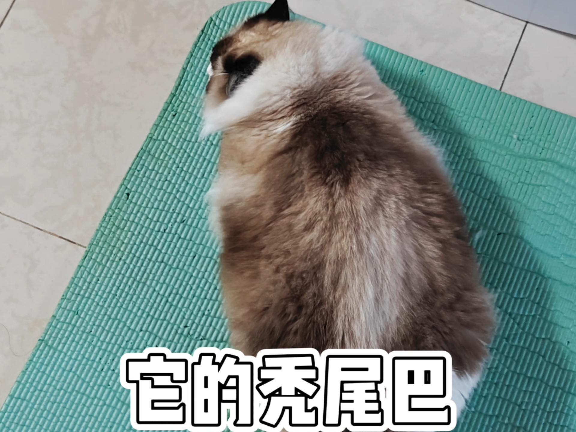 它的秃尾巴🦚