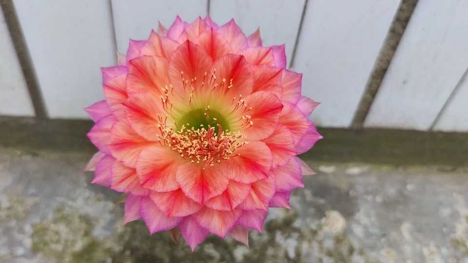 毛花柱立夏