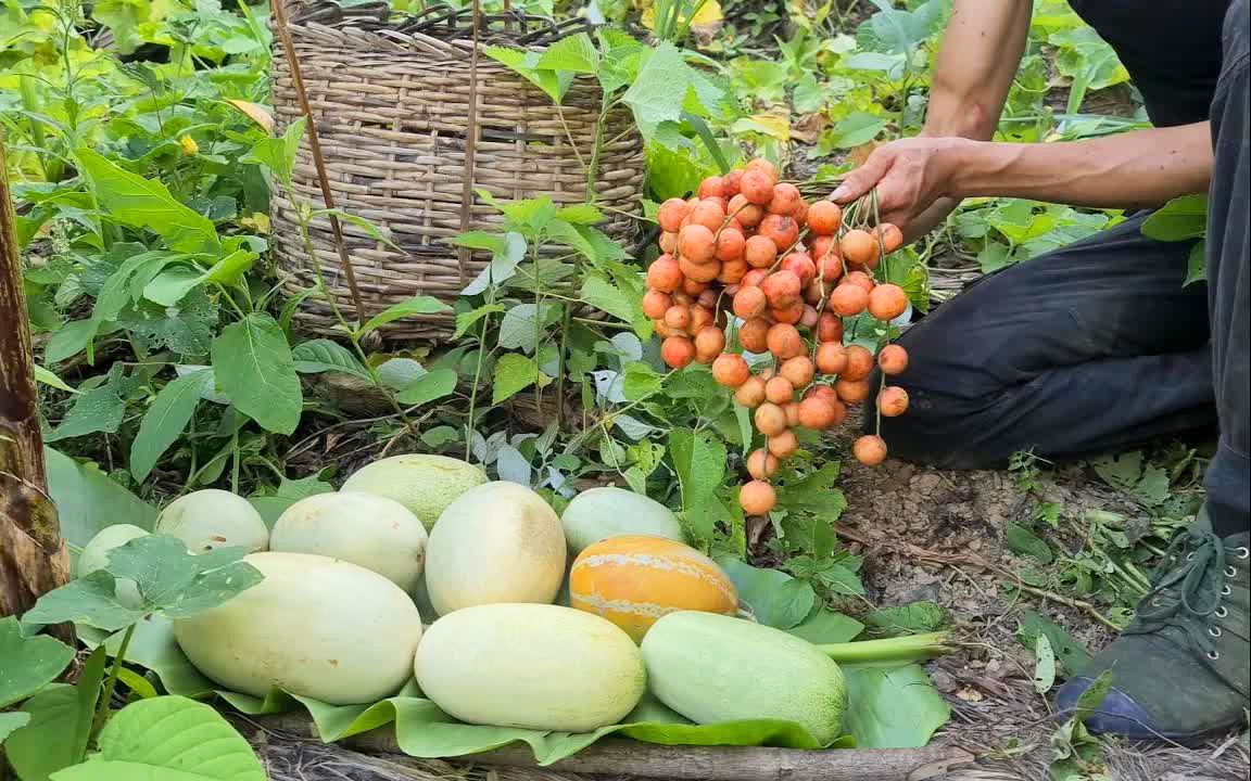 原始雨林资源丰富,总能收获各种免费水果,丛林野外生存哔哩哔哩bilibili