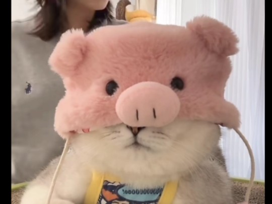 狂亲邪恶银渐层,给老芬都给整不会了,最后有猪头盖眼芬可爱的嘞