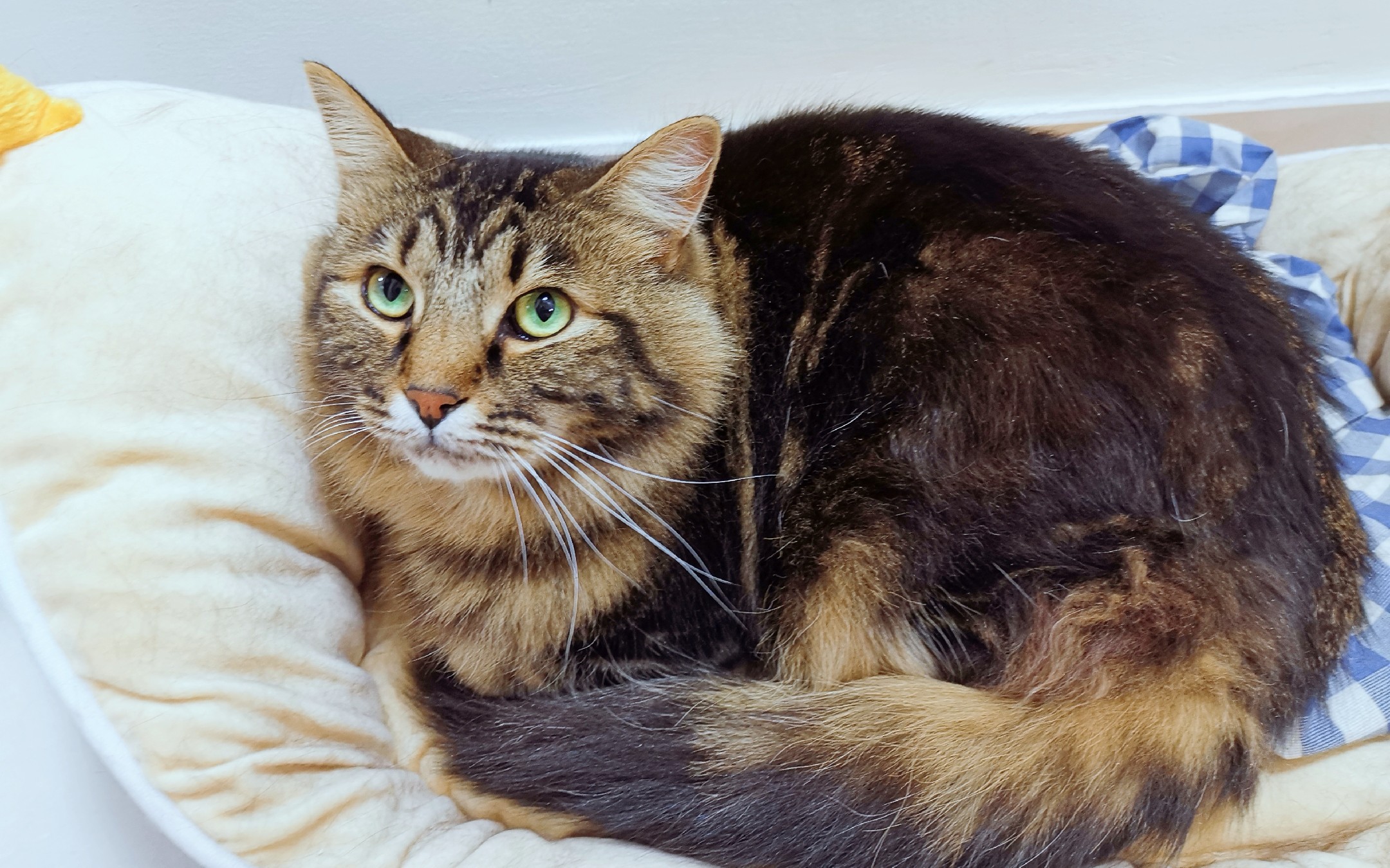 【灰洲草原猫】--似乎和他的尾巴相处得不太好