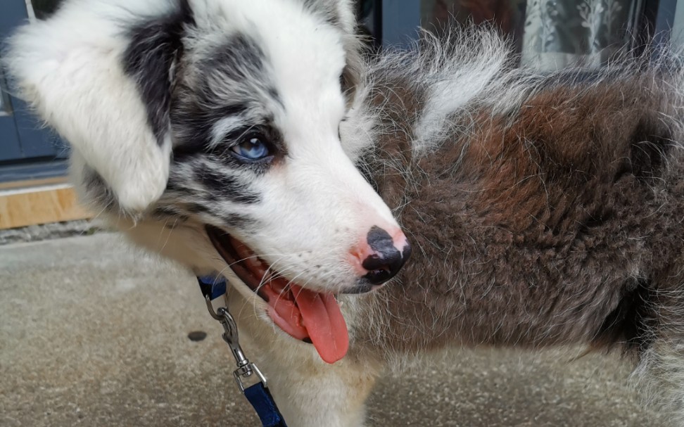 陨石边牧nice小九小九的花盆遇险记拆花盆蓝眼睛陨石边牧幼犬小狗狗
