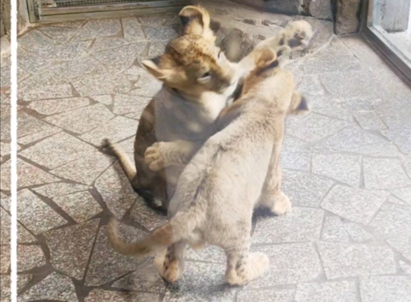 上海野生动物园偶遇的猛兽超燃对战