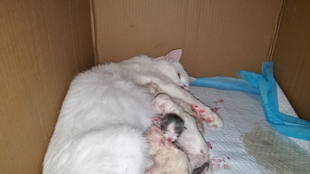 猫咪喂奶六分钟纯享版