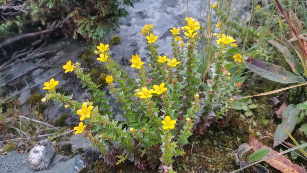 高山虎耳草繁殖图片