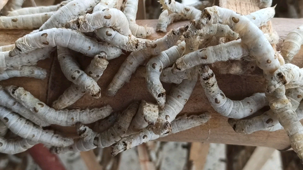 活动  可爱的蚕宝宝