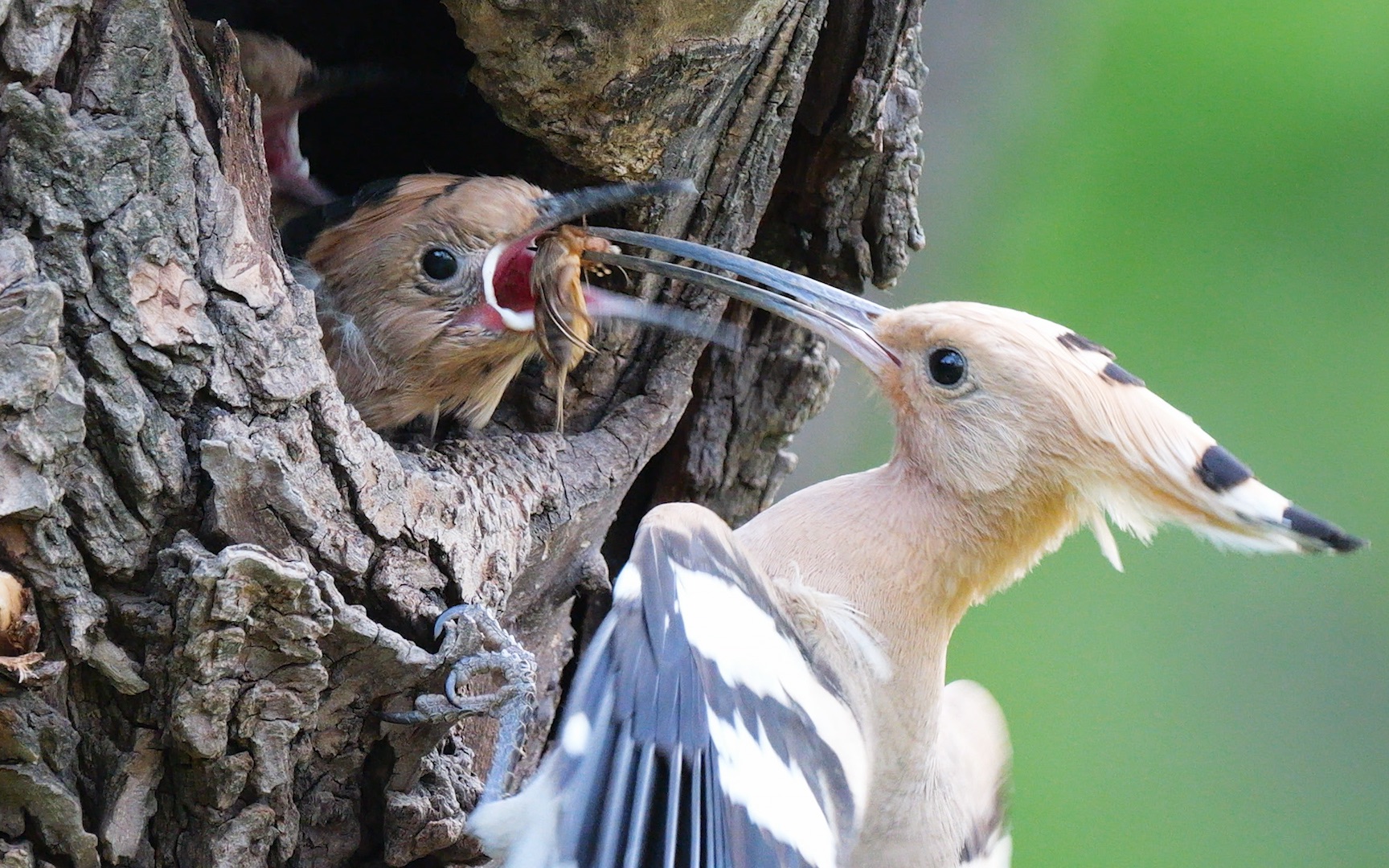 戴胜鸟妈妈喂食幼鸟,3个孩子争抢食物,能活下来不容易