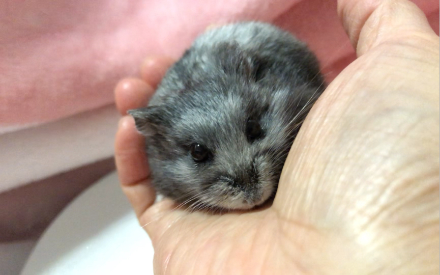 【仓鼠-一线黑熊】就是那么可爱!