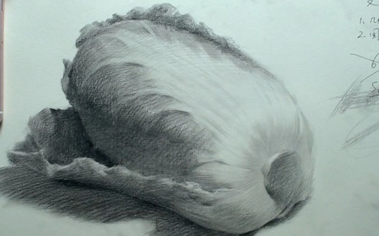 素描静物画法,水灵灵的白菜,果然美院出来的就是不一样,讲解那么细节.