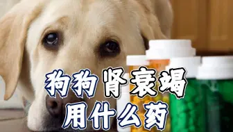 狗狗肾衰竭一直抖 哔哩哔哩 Bilibili