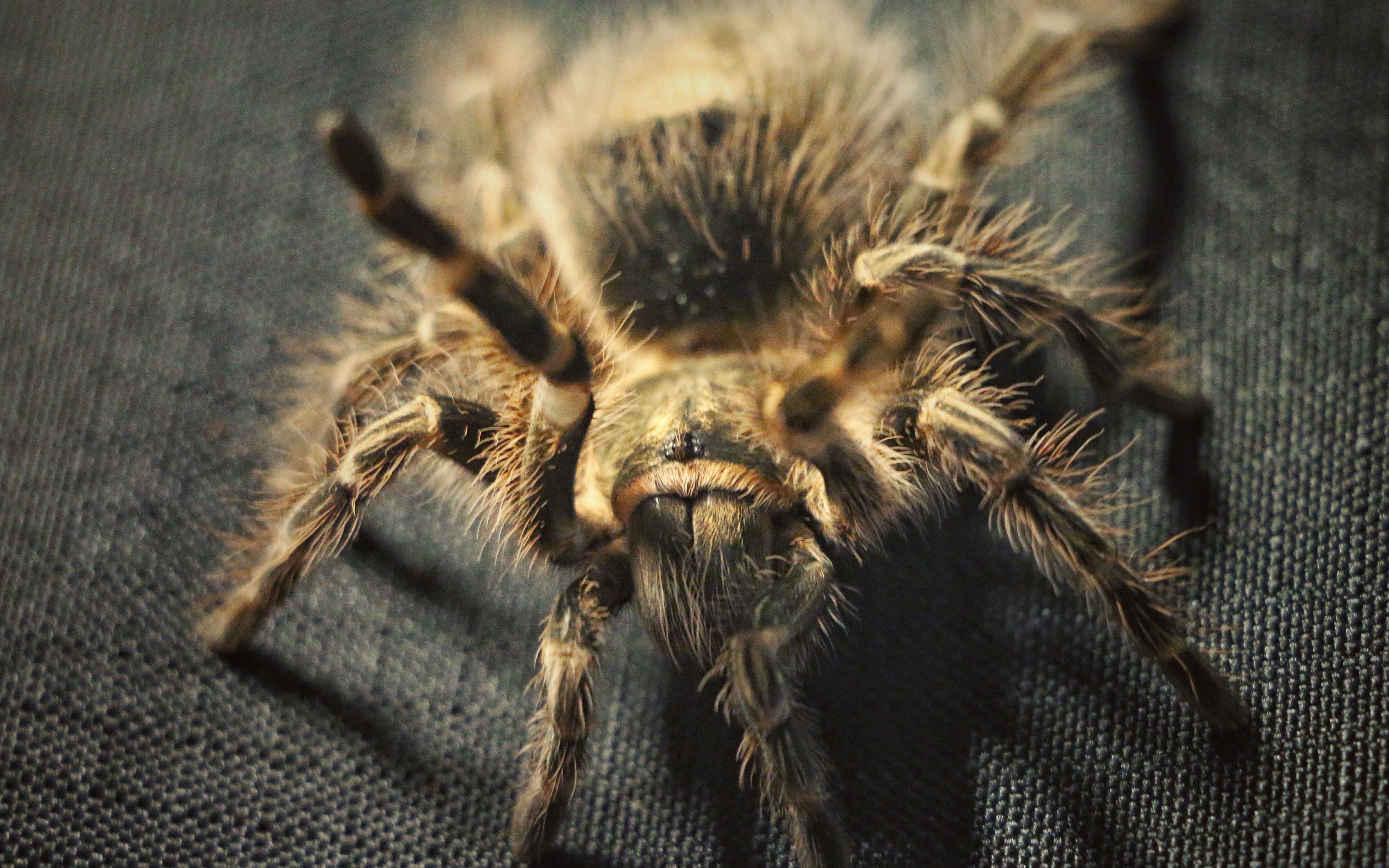 捕鸟蛛饲养员上线