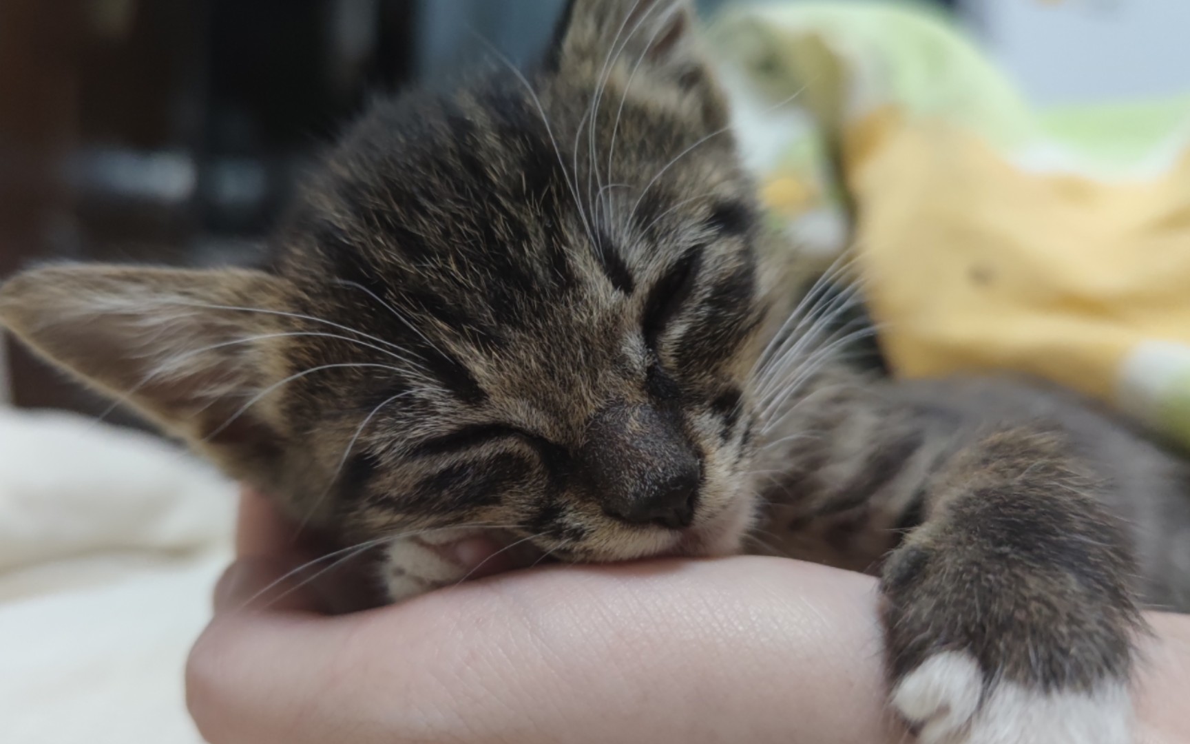 观察一只瞌睡猫猫虫(儿童节片尾有迷你猫猫时期照片)哔哩哔哩bilibili