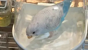 小恐龙，你可以玩水