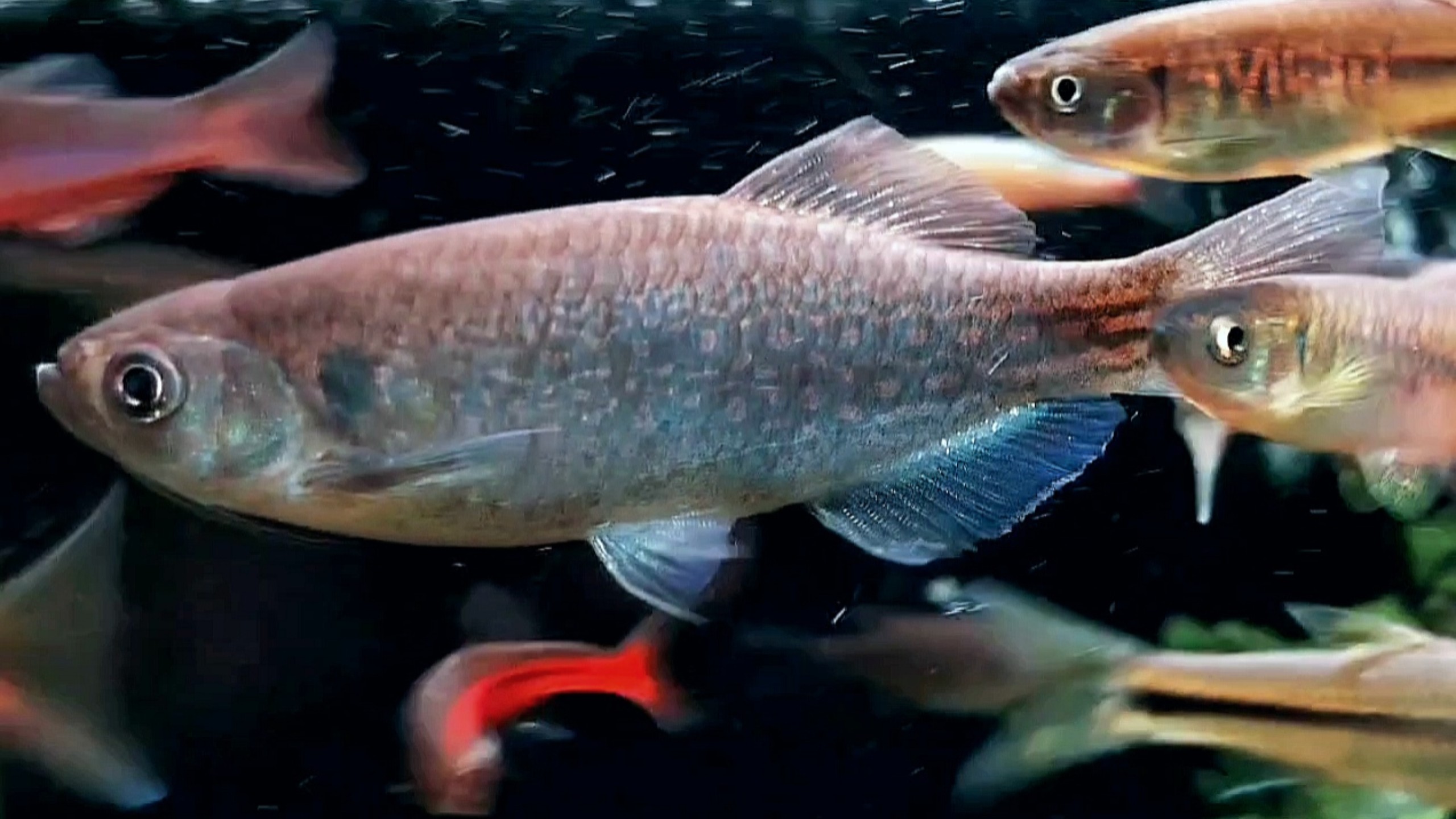 龙纹斑马鱼/丹吉拉鿕