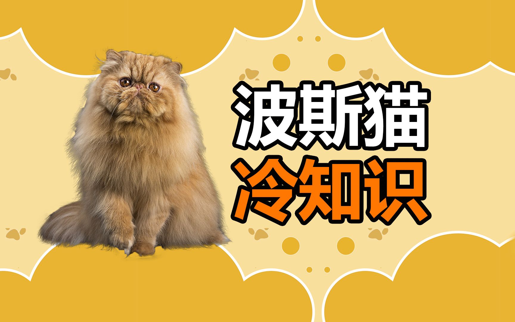 [图]宠物冷知识：波斯猫真的那么难养，难打理吗？