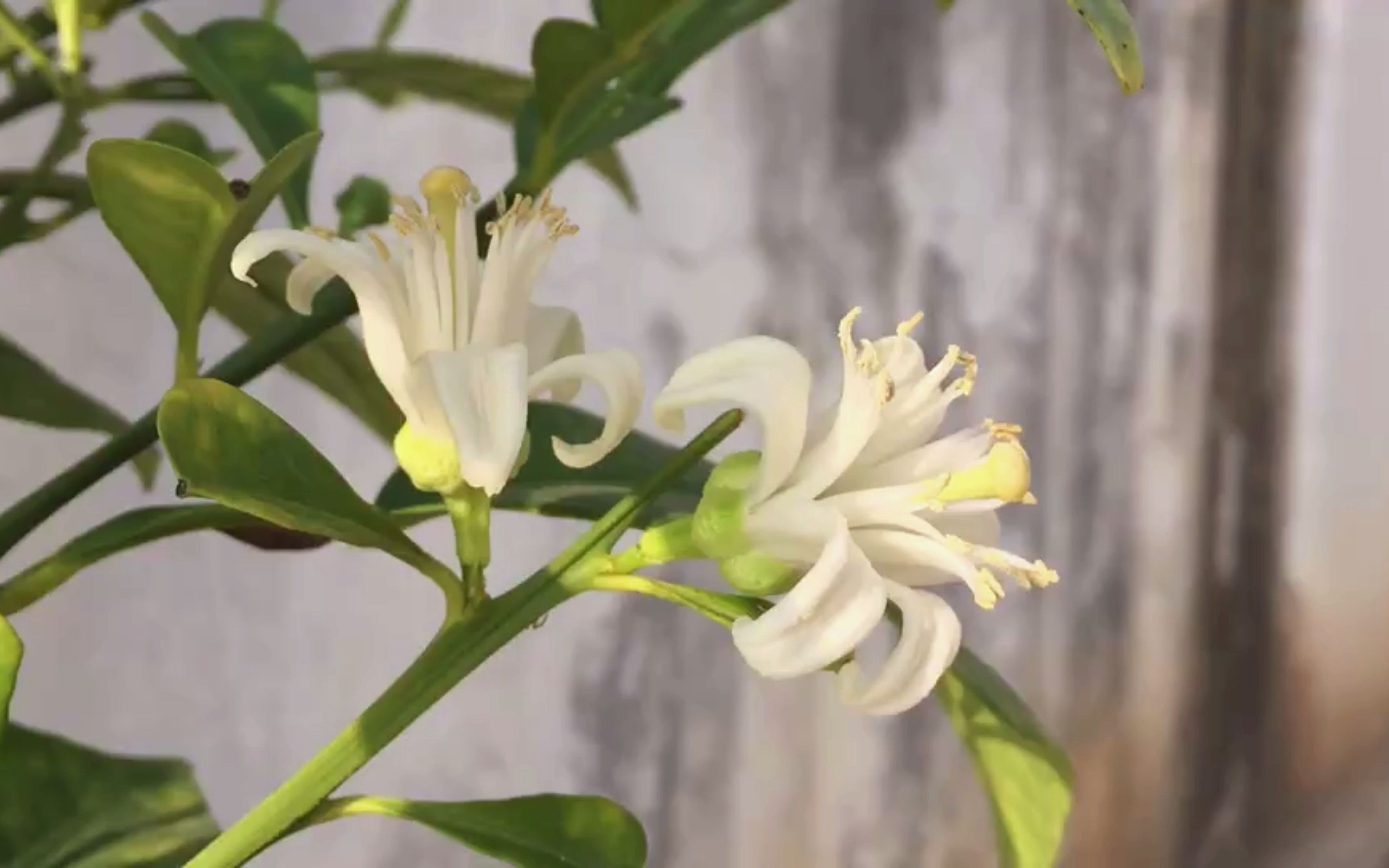 玳玳花功效作用有哪些(玳玳花功效与作用)