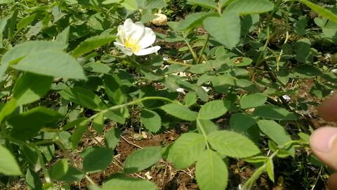 法国蔷薇 犬蔷薇 狗蔷薇国外 欧洲 实生根月季裸根苗砧木原来长这样 哔哩哔哩 Bilibili