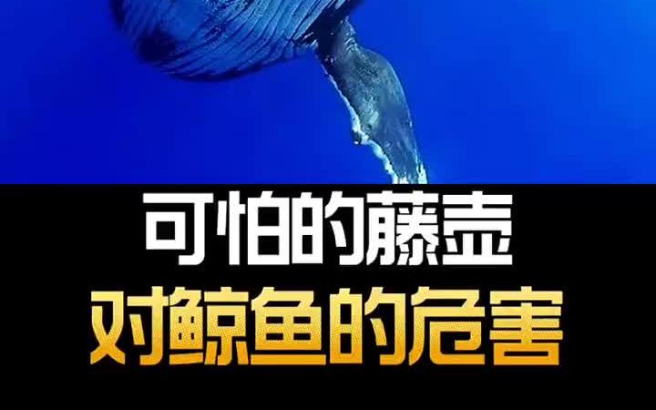 可怕的藤壶对鲸鱼的危害