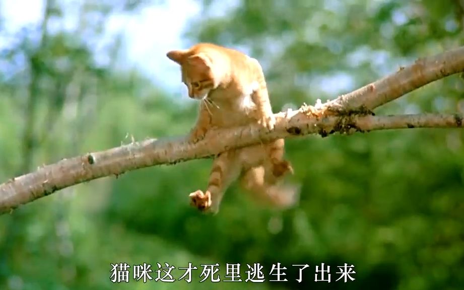 (33)猫与狗的故事,一部高分治愈电影……哔哩哔哩bilibili