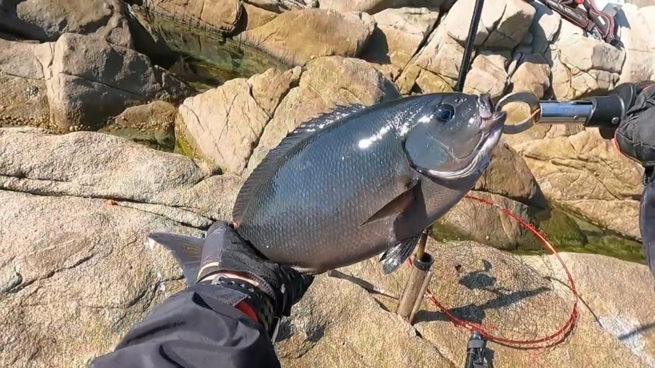 海钓矶钓,去日本海域钓黑毛鱼,石雕鱼,果然是又大又肥哔哩哔哩bilibili