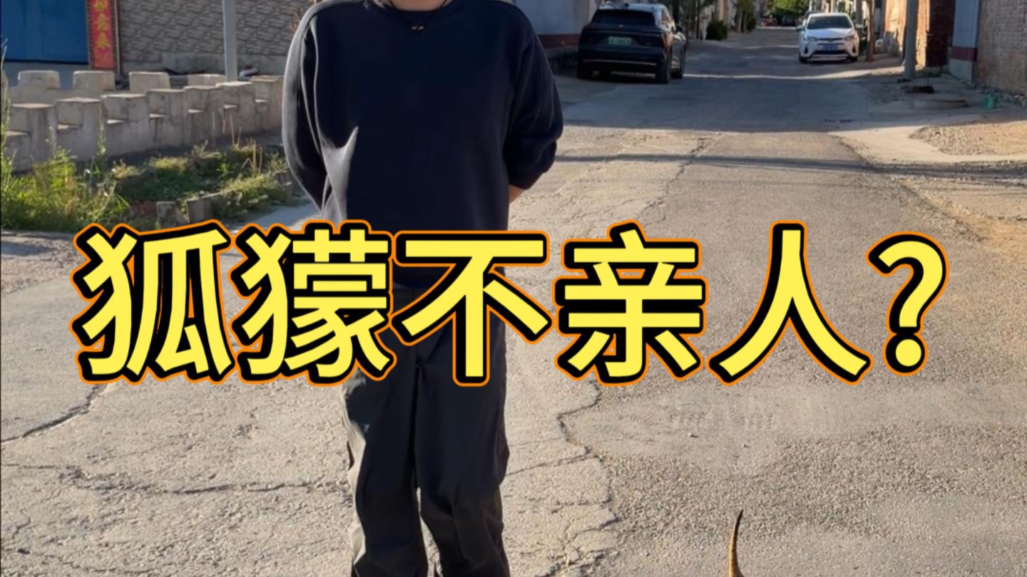 都说狐獴不亲人?