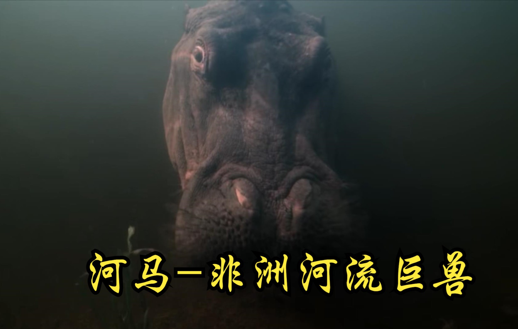 [图]【英国】【纪录片】河马-非洲河流巨兽 Hippo - African river Behemoth