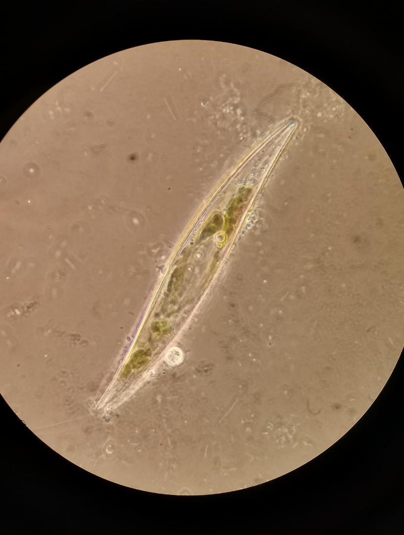 美丽的布纹藻,确实有布纹皮肤