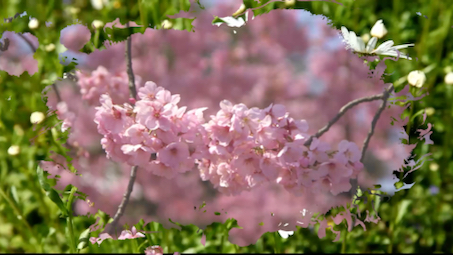 [图]冬去春来，百花盛开