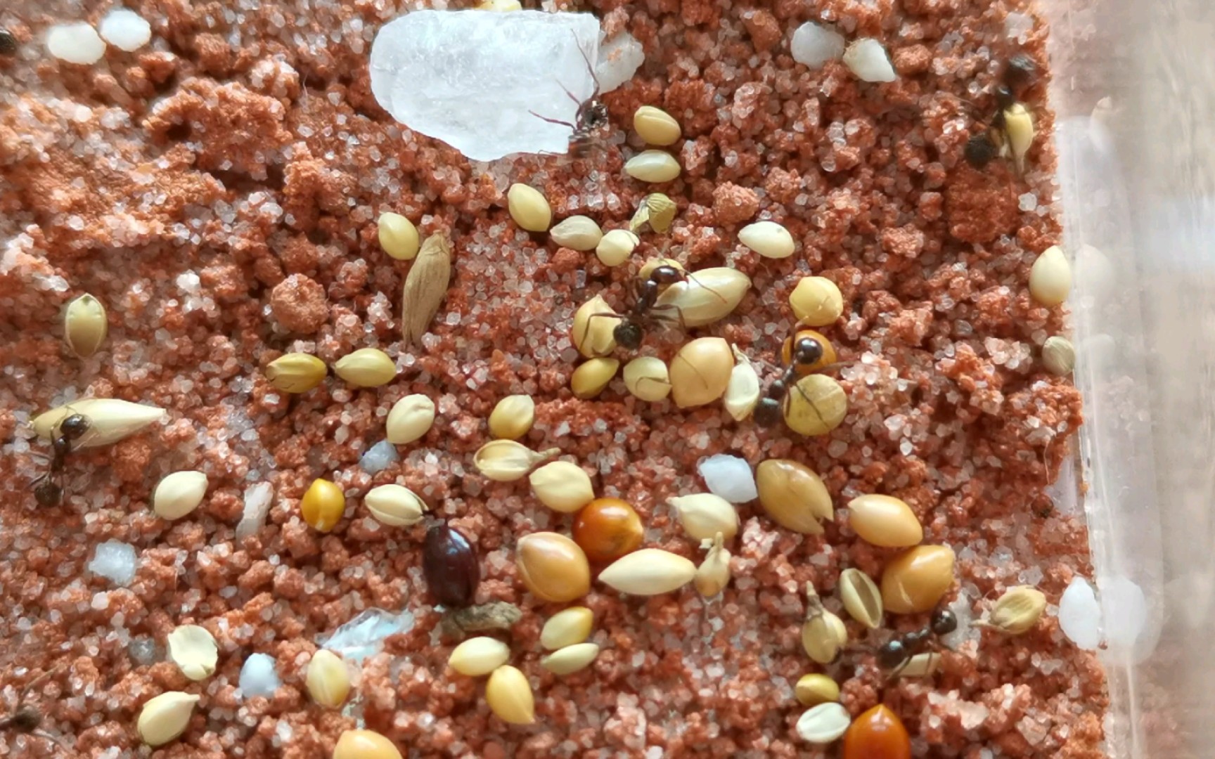 纯享版原生收获蚁搬种子:蚂蚁的优雅