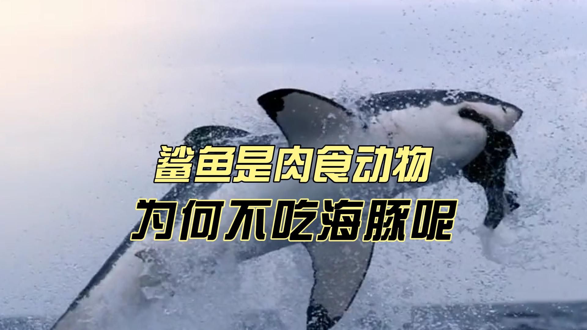 鲨鱼是肉食动物,为何不吃海豚呢