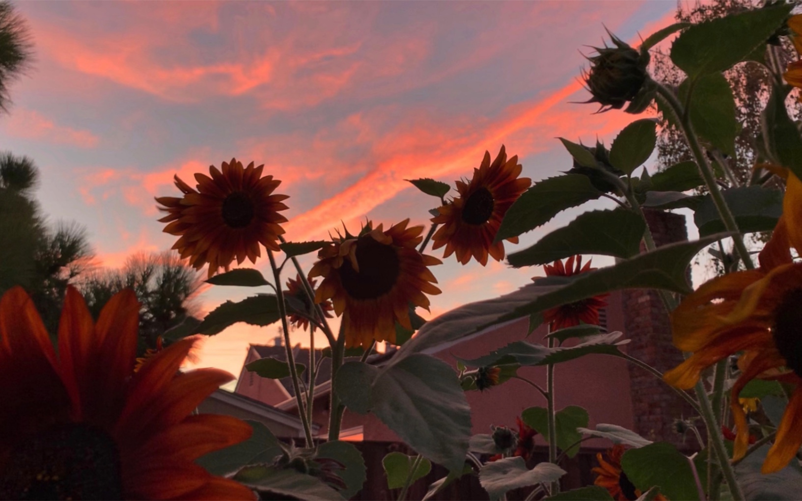 治愈系你知道向日葵的花语为什么是沉默的爱吗从种到画向日葵历时两个