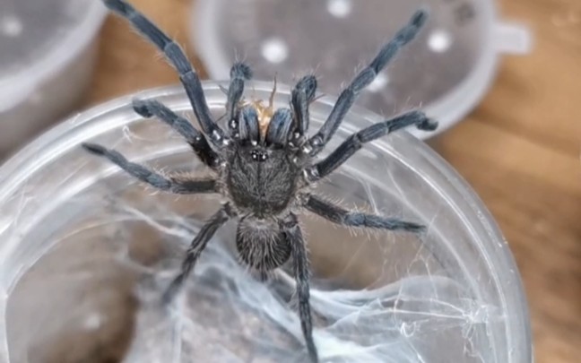 缨毛蛛 叼着猎物纺丝的时候好可爱|国产捕鸟蛛_哔哩哔哩_bilibili