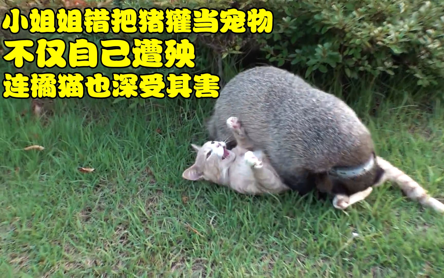 小姐姐被猪獾外表欺骗,错把猪獾当宠物养,没见过这么凶的宠物!哔哩哔哩bilibili