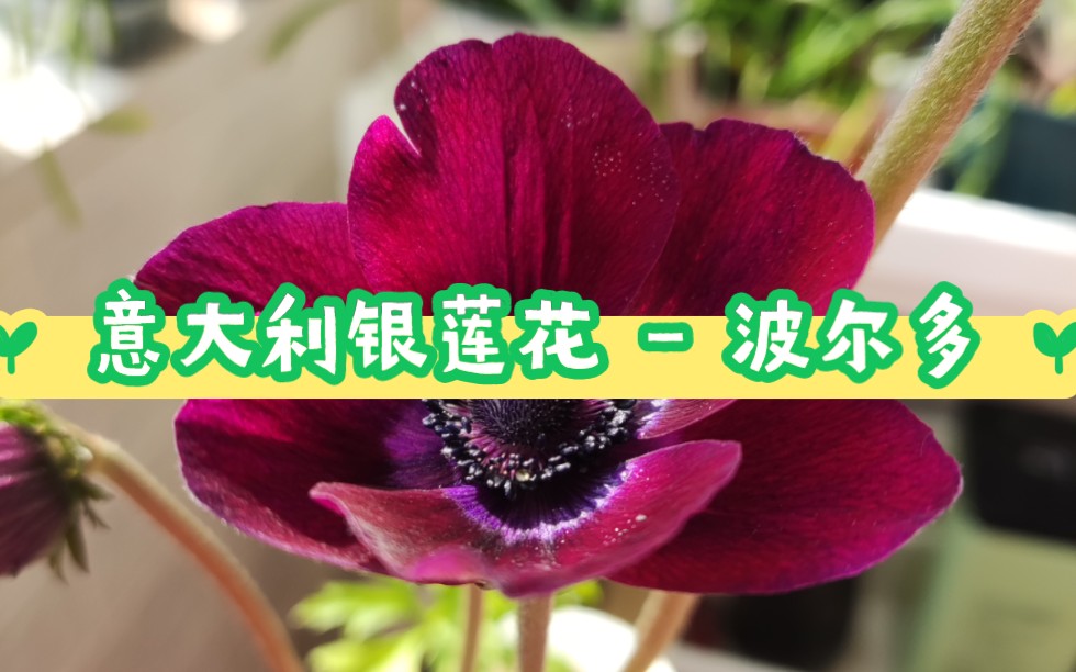 意大利银莲花波尔多,酒红色的魅惑,神秘又美丽