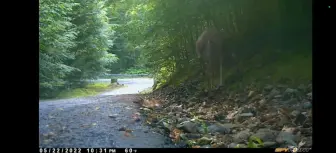 Télécharger la video: 小鹿掉进路牙后被黑熊抓走，母鹿赶到但无能为力