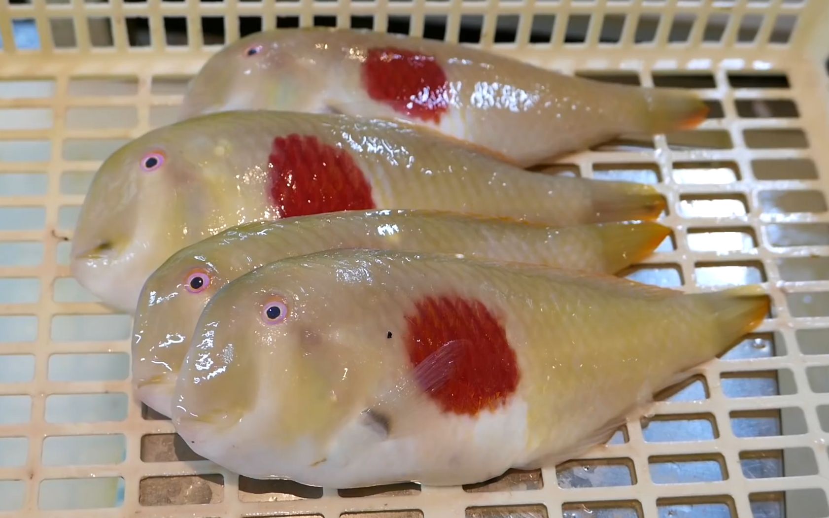 日本海鲜 - 日本国旗鱼