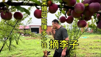 Download Video: 看看在东北农村开采摘园一天可以赚多少钱 一点都不累就是无聊啊