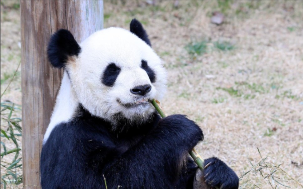 22 旅美大熊猫乐乐吃小嫩笋 动作干净利落 两边都要嚼一嚼以免大小脸!
