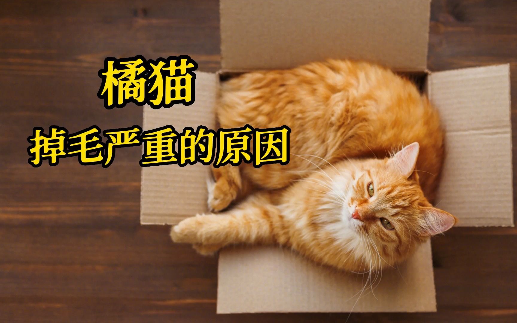 橘猫大量掉毛?看看是不是这些原因哔哩哔哩bilibili