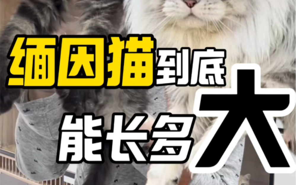 缅因猫到底能长多大哔哩哔哩bilibili