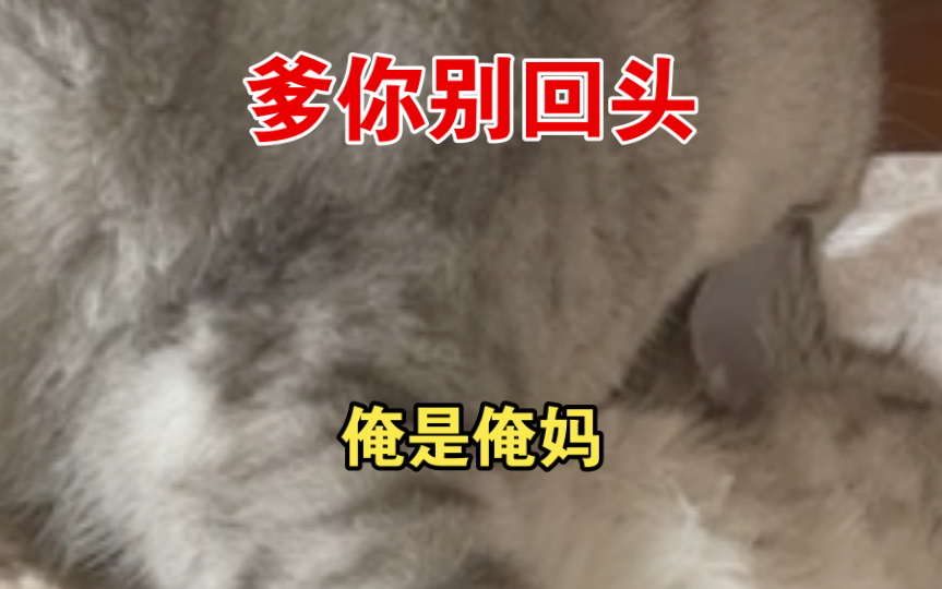 大逆不道猫,年下父子南通爱哔哩哔哩bilibili