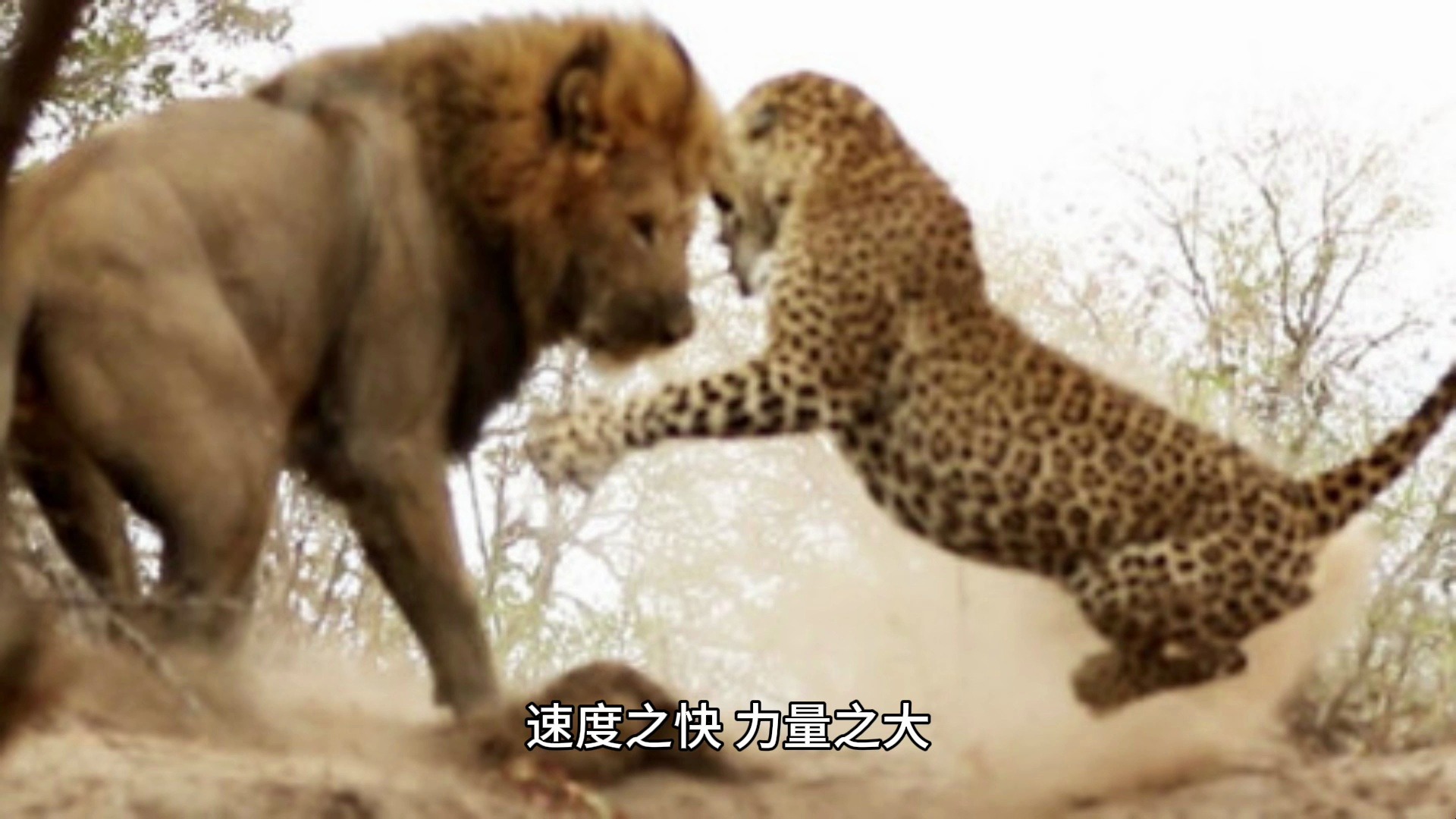 花豹和母狮对峙,亲眼看着幼崽被杀死,无能为力最后只能抢回尸体