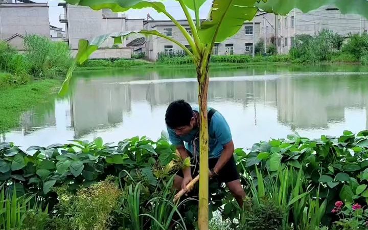 朋友院子里的芭蕉被我打劫一空,实在太喜欢它挺拔的枝干和大大的叶片,因为有了芭蕉,热带雨林的感觉也来了#芭蕉树 #热带雨林#记录真实生活 #种植的...