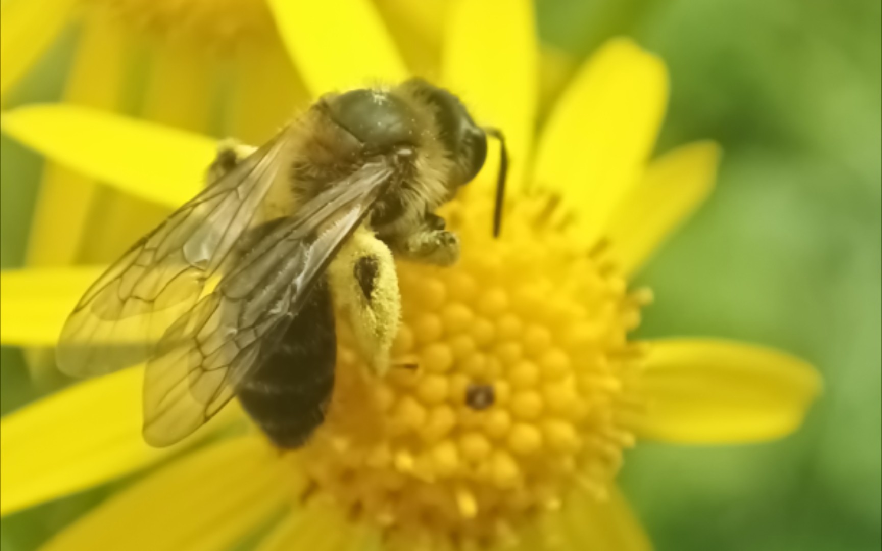 活动  redmi k30至尊纪念版微距镜头拍摄照片部分