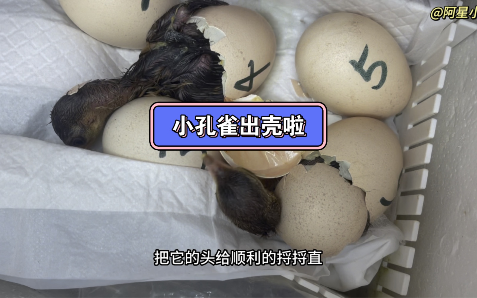 我孵化的小孔雀出壳啦